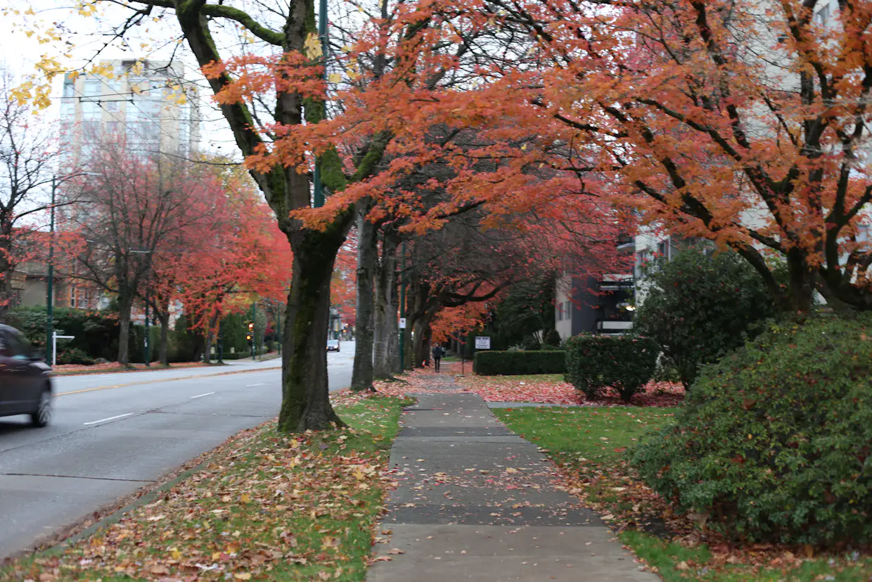 Un trottoir le long d'une rue résidentielle ordinaire bordée d'arbres aux couleurs d'automne.
