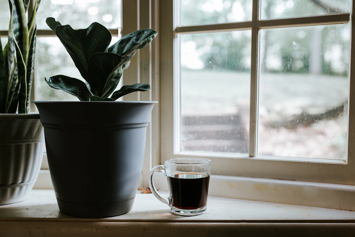 A glass mug of coffee on a windowsill beside potted plants in soft morning light.
